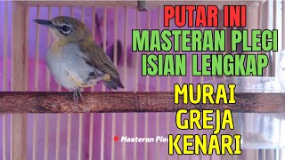 ISIAN LENGKAP  MASTERAN PLECI MANIA cara agar pleci rajin bunyi  zosterops therapy TERAPI MACET [upl. by Cahn27]