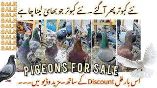 Sale pigeon sale Pigeon Loft 70 Fighter pigeon Sale03448008071 [upl. by Cone833]