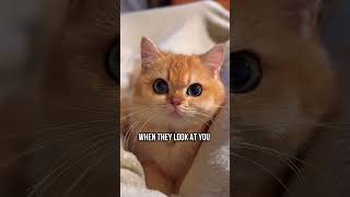 😻Top Signs Your Cat Really Loves You [upl. by Derte]