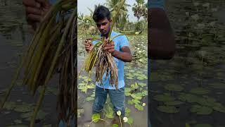 Lotus flowers in our garden plantation youtubeshorts flowers [upl. by Nide]