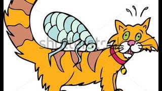 How to Get Rid of Fleas on Cats  best way to get rid of fleas on cats [upl. by Ches]