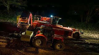 Potato Harvesting  Grimme SF1700 amp Massey Ferguson Tractors  Croskery Contracts [upl. by Nylle433]