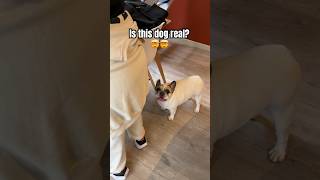 Is this dog real dog funny frenchbulldog animals pets [upl. by Roskes]