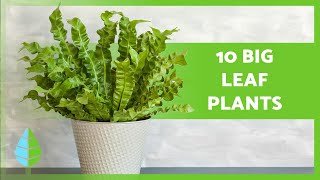 10 LARGE LEAF PLANTS 🌿 Indoor and Outdoor Plants [upl. by Greenleaf995]