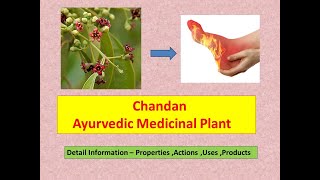 Chandan l Santalum Album l Health Benefits of Chandan l Health Benefits of Sandalwood l Properties [upl. by Solorac]