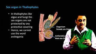 Concept of Archegonia [upl. by Narrat411]