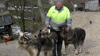 OVCE I KOZE SU MI SPASILE ŽIVOT OD SIGURNE SMRTI [upl. by Dave]