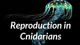 Biology  Phylum Cnidaria  Reproduction in Cnidarians [upl. by Zelikow319]