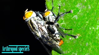 Insect Species  Flesh Fly  Flies are mating [upl. by Rola302]