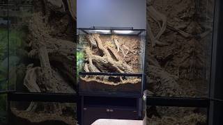 ZooMed 36x18x36” Build everevolvingexotics reptileshop bioactive reptiles plantedtank tucson [upl. by Nosauq]