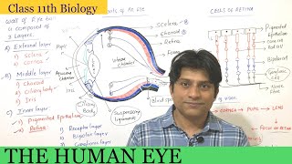 The human eyestructure and function of eyePremedical NEET [upl. by Wayne181]