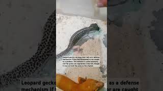 Autotomy 🧿 animallover gecko geckolove leopardgecko tokek livefeeding 壁虎 도마뱀 ヤモリ cute [upl. by Illah]