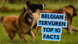 Belgian Tervuren  TOP 10 Interesting Facts [upl. by Nnylak]