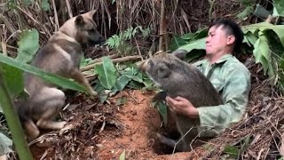 4 years living alone in the forest tracking trapping and taming wild boars [upl. by Arrec]