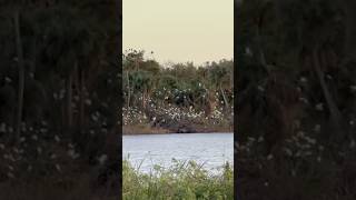 Bird watching at Jiggs Landing shortsvideo [upl. by Royo]