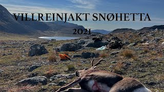 Villreinjakt Snøhetta 2021  Reinsdyrjakt Snøhetta 2021  Caribou Hunt Norway 2021 [upl. by Athallia]