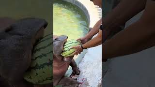 Hippopotamus should eat more watermelons in autumn to prevent heat stroke in Jiangxi The mouth [upl. by Delfine]