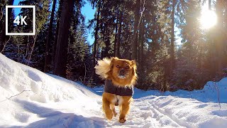 Hike on a Sunny Day in the Mountains Covered in Snow  4K Virtual Dog Walk [upl. by Idarb]