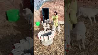 Ring sheep breastfeeder Good tools and machinery can increase work efficiency [upl. by Ahsenauq]