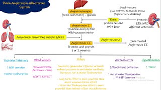 Renin Angiotensin Aldosterone System Chapter 19 part 5 Guyton and Hall Physiology [upl. by Lurline396]