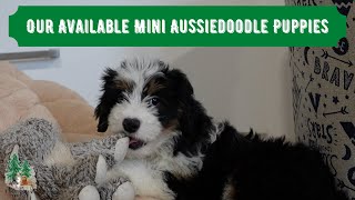 Our Available Mini Aussiedoodle Puppies [upl. by Beverle]