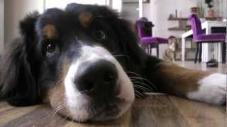 Hund und Kater spielen und lecken sich Berner Sennen Hermann  Videotagebuch Teil 5 [upl. by Nnylimaj]