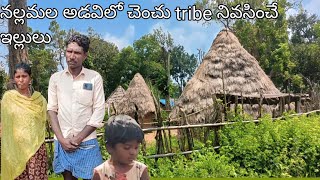 chenchu tribe houses చెంచు ట్రైబ్ నివసించే గుడిసెలు Nallamala forest chenchu chenchu life styl [upl. by Ynnij]