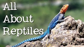 All About Reptiles What Makes it a Reptile  FreeSchool [upl. by Dahsraf]