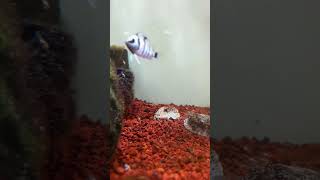 Las crías siguen creciendo Cryptoheros cutteri acuarofilia fish fishtank aquariumhobby [upl. by Shue]