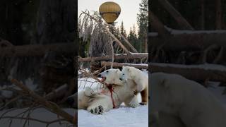 Hot Air Balloon carrying Good People helps Polar Bear Cub avoid motherlessness [upl. by Aimac]