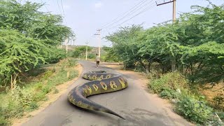 Anaconda Snake 2 In Real Life HD Video [upl. by Erimahs]