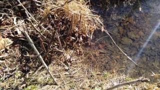 How to trap beaver with snares the easy way [upl. by Carlynn]