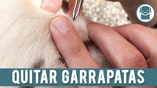 Garrapatas En Perros  Como Quitar Garrapatas [upl. by Sigfrid]