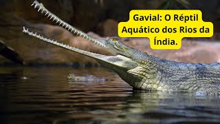 Gavial O Predador Silencioso das Águas [upl. by Ten313]