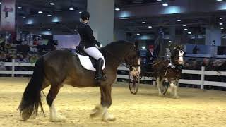 Pferd und Jagd 2017  Shire Horse amp Clydesdale [upl. by Eiramlehcar780]