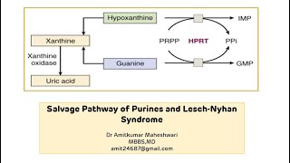 Lesch Nyhan Syndrome  Purine Salvage Pathway  Molecular Biology  Biochemistry [upl. by Askwith]