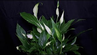 Spathiphyllum wallisii  Einblatt Peace Lily [upl. by Adihsaar459]