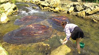 Natural pearls in fresh water can be broken apart from a clam to make a pile of pearls [upl. by Knowland]