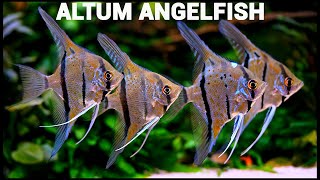 Altum Angelfish  4k Cinematic [upl. by Dalston]