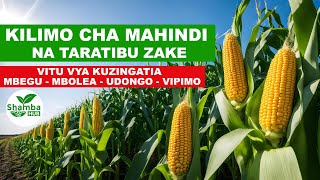 KILIMO BORA CHA MAHINDI MAMBO MUHIMU YA KUZINGATIA [upl. by Tod]