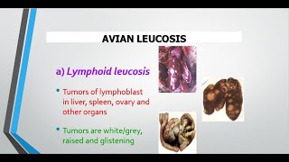 Avian leucosis Big Liver disease in birds [upl. by Renner]