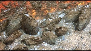 Thousands of Mussels in the Anacostia River [upl. by Teerpnam]