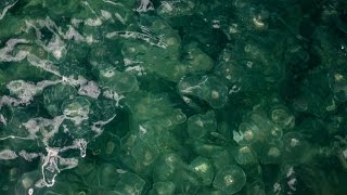 An Aggregation of Moon Jellies in Haida Gwaii [upl. by Ivah]