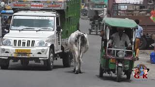 Cow rules the road incredible Indian traffic [upl. by Ilamad381]