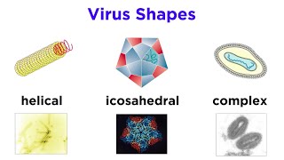 Introduction to Virology and Viral Classification [upl. by Ytisahcal]