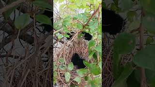 baby waterhen short video part 2youtubeshorts shortfeed birdshort [upl. by Divadleahcim49]