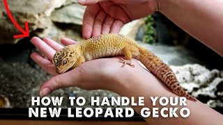 How To Handle amp Tame Your New Leopard Gecko  StepByStep Guide [upl. by Surovy]