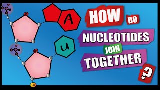 How Do Nucleotides Join Together  A Level Biology  Phosphodiester Bonds  Condensation reactions [upl. by Akiret]