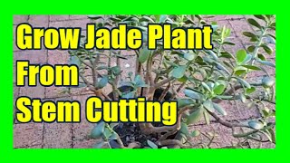 Jade Plant Propagation From Broken Stem How To Grow Jade Plant Faster From Cutting [upl. by Yleak]