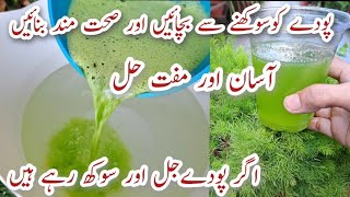 Cheap Pesticide Fertiliser amp Fungicide at Home  Make Organic Pesticide in Only 5 Mins [upl. by Rexanna]